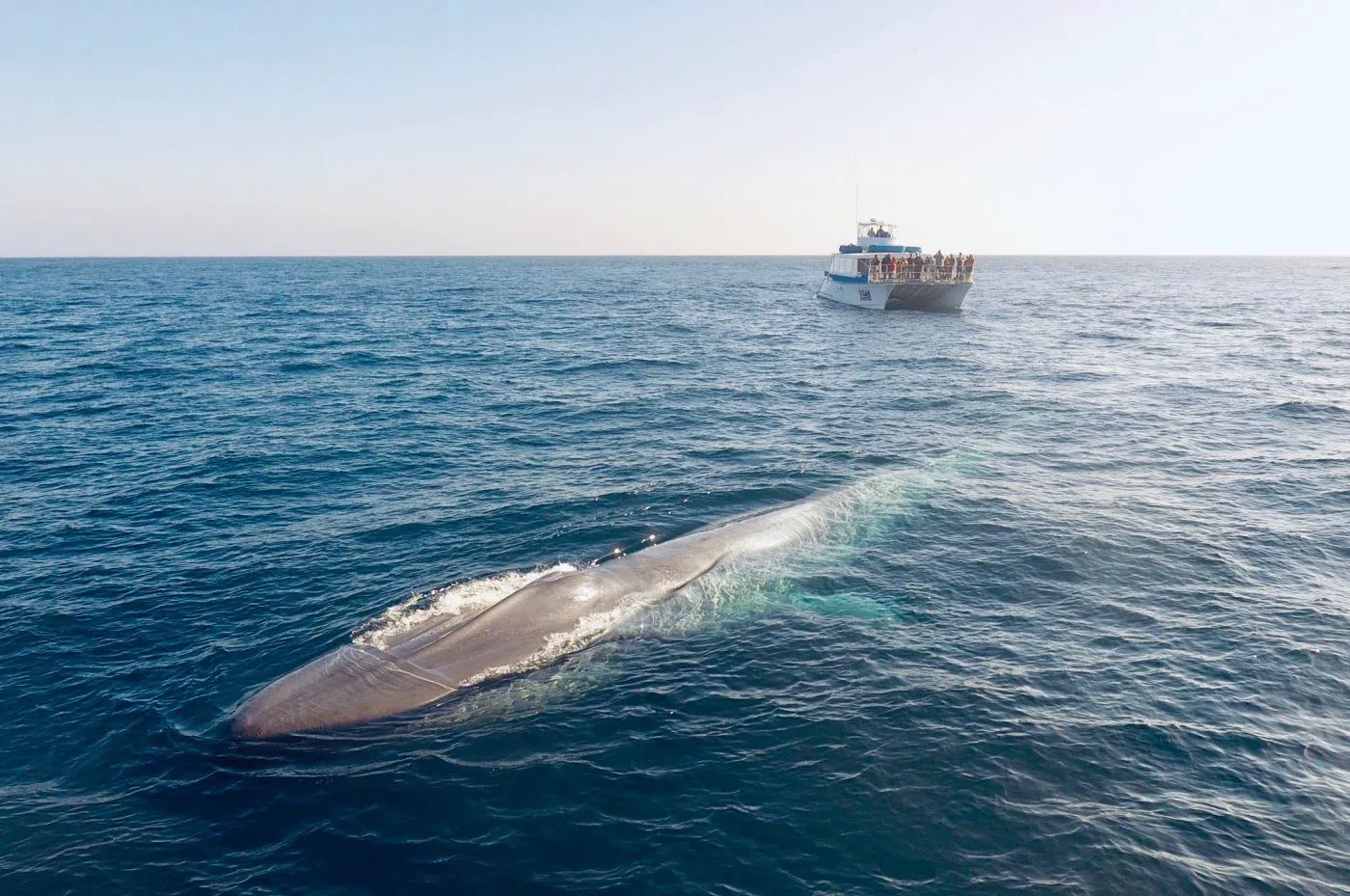 Dana Wharf Sportfishing & Whale Watching, Los Angeles